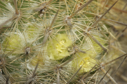 Mammillaria eriacantha